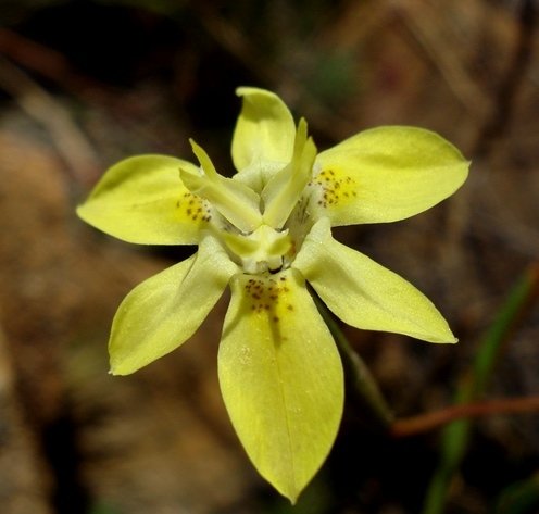 Moraea gawleri inside the flower